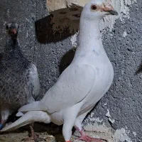 کبوتر المانی