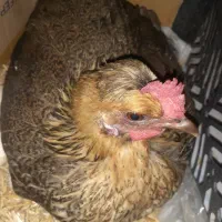 مرغ کرک عربی