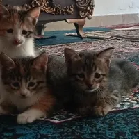 واگذاری 3عدد بچه گربه|گربه|مشهد, توس|دیوار
