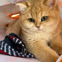 یه مثقال طلای بریتیش|گربه|تهران, دزاشیب|دیوار