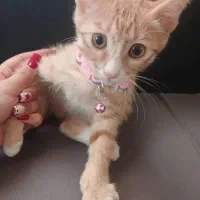 بچه گربه نر