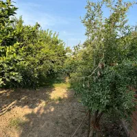 فروش-باغ-800-متری-نزدیک-گرگان