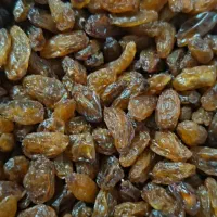 گله آفتابی.   تخم مرغ محلی