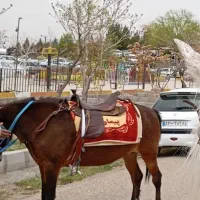 مادیان شکم پر