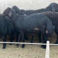 میش و بره ماده همو و هترو|حیوانات مزرعه|بیرجند, |دیوار