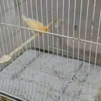 قناری نر مست خون و ماده آماده