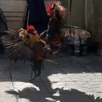 خروس فونیکس