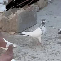 کفتر کبوتر|پرنده|بهارستان, |دیوار