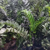 دهکده گل بوشهر|گل و گیاه طبیعی|بوشهر, |دیوار