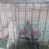 عروس هلندی جفت به هراه قفس