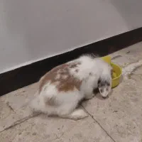 خرگوس نژاد لوپ|موش و خرگوش|تهران, قصر فیروزه ۱|دیوار