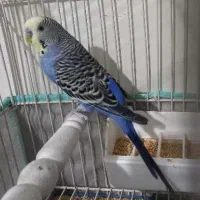 مرغ عشق انگلیسی نر رینبو|پرنده|تهران, مسعودیه|دیوار