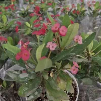 نیازمند همکار خانم