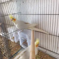 دوجفت لوتینومولد تضمینی معاوضه باگرینچیک اوقون فری|پرنده|گنبد کاووس, |دیوار