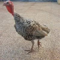 بوقلمون ماده|حیوانات مزرعه|اندیمشک, |دیوار