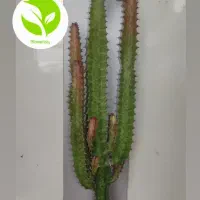 افوربیا قرمز ( تریگونا قرمز)