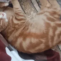 گربه رایگان