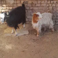 دو راس بز  یکیش آبستن سنگین|حیوانات مزرعه|زرندیه, |دیوار