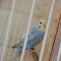 مرغ عشق رینبو درجه یک|پرنده|آبادان, |دیوار