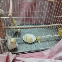 یک جفت عروس هلندی با جوجه|پرنده|سبزوار, قلعه‌نو دهزار|دیوار