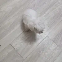 سگ پامرا|سگ|خرم‌آباد, |دیوار