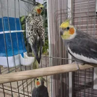 عروس هلندی سخنگو