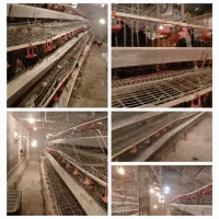 سالن مرغداری ۱۱۰۰ قطعه ای(تخمگذار) آماده جوجه ریزی