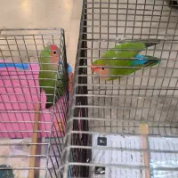 2 طوطی برزیلی و ۳عدد مرغ عشق