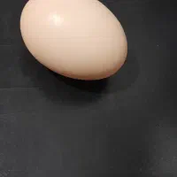 تخم مرغ محلی