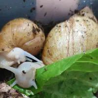 حلزون طبی آچاتینا|خزنده|اردبیل, |دیوار