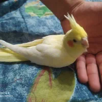 مولد با جوجه   تخم  ب بیشترین پیشنهاد فروخته میشه|پرنده|سنگر, |دیوار