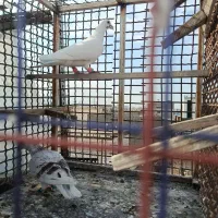 کبوتر صید|پرنده|مشهد, محمدآباد|دیوار