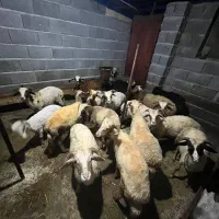 تعدادی گوسفند درهمه سایز
