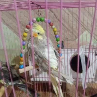 عروس هلندی سرحال