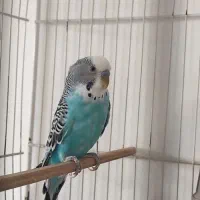 ۲مرغ عشق نر