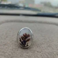 تعدادی انگشترشجر کلکسیونی