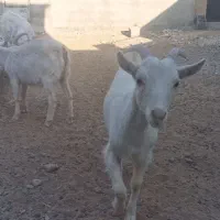 بزغاله سانن|حیوانات مزرعه|شهرضا, |دیوار