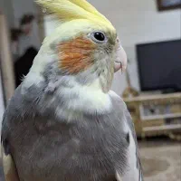 گمشده عروس هلندی گمشده