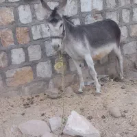 خر گله