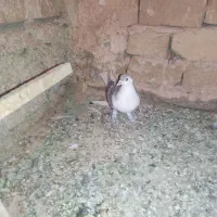 کفتر ساده|پرنده|تربت‌حیدریه, هاشمی‌نژاد|دیوار