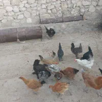 خروس مرغ