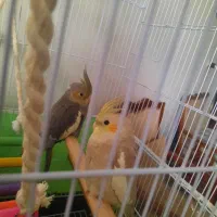 دوعددعروس هلندی ۳ماهه