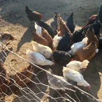 مرغ جوان|حیوانات مزرعه|انزل, |دیوار