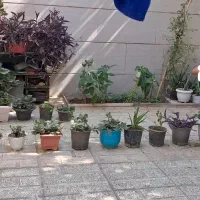 گلدان بزرگ باگل قاشقی وانواع گل های دیگر|گل و گیاه طبیعی|قرچک, محمد آباد|دیوار