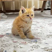 بچه گربه