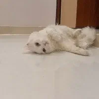 گربه نر زیبا|گربه|قم, پردیسان|دیوار