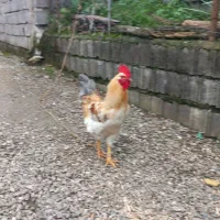 خروس