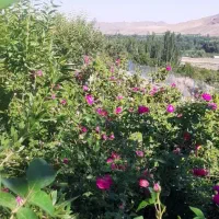 نهال گل محمدی و گردو|خدمات باغبانی و درختکاری|قلعه چای, |دیوار