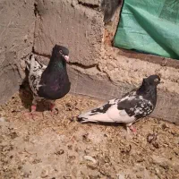 کبوتر کله سیاه جفتی|پرنده|مرودشت, رامجرد یک|دیوار