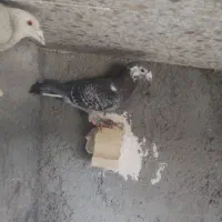 30تا پرشی درجه یک 25تا نر 5تا ماده